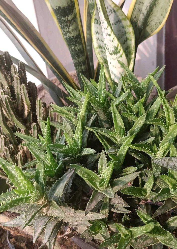 tiger tooth Aloe