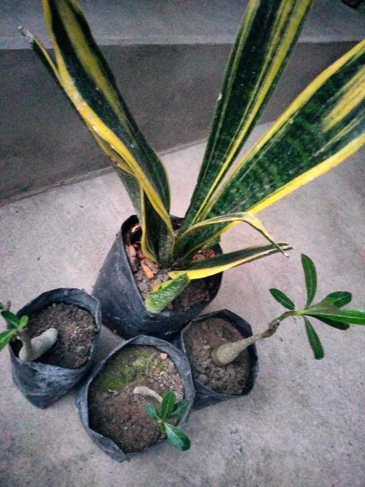3 Adenuim saplings and golden flame  com