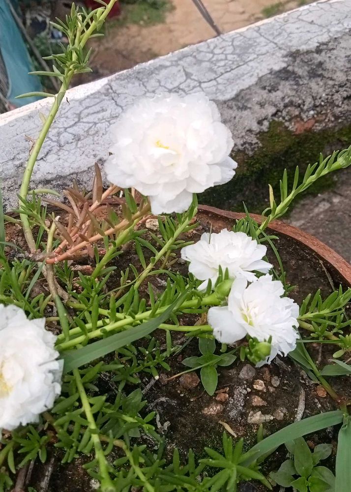 Cactus Plant And White Moss Rose Plan