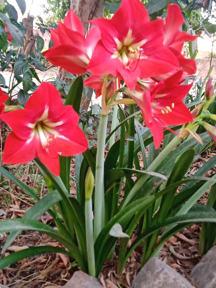 Plants Combo
