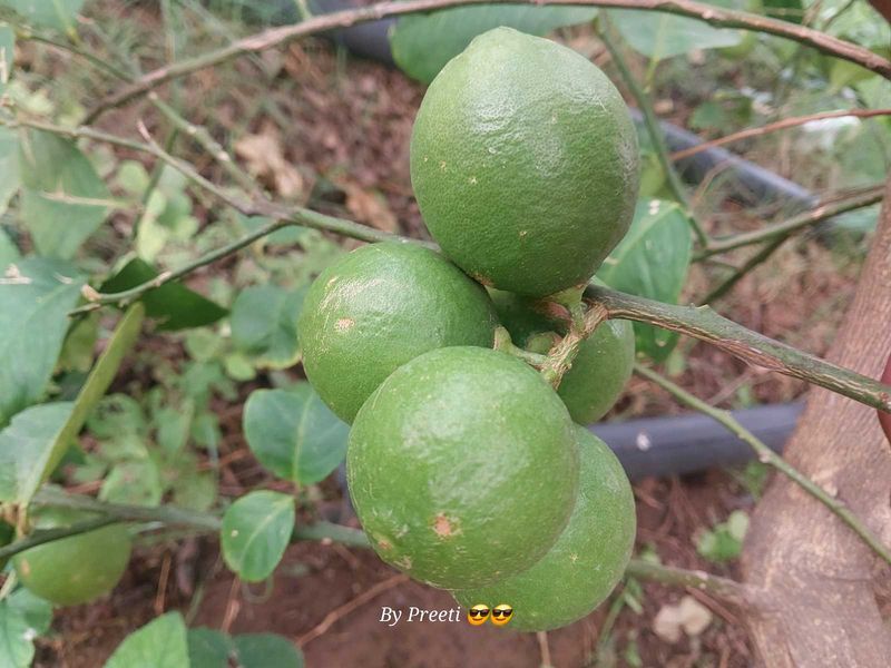 lemon plant
