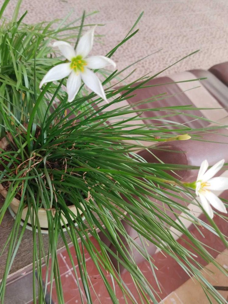 white rain lilly bulbs