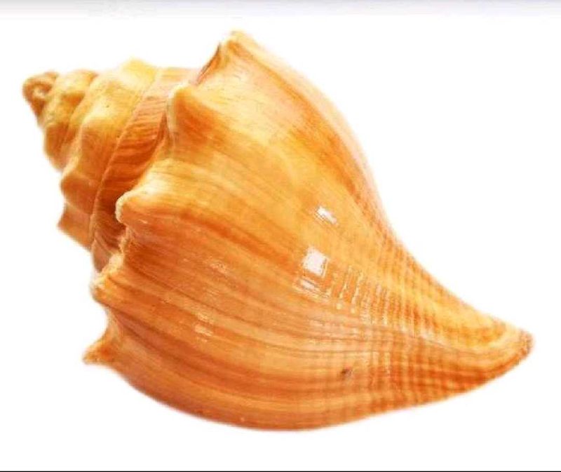 Natural Seashell Decor