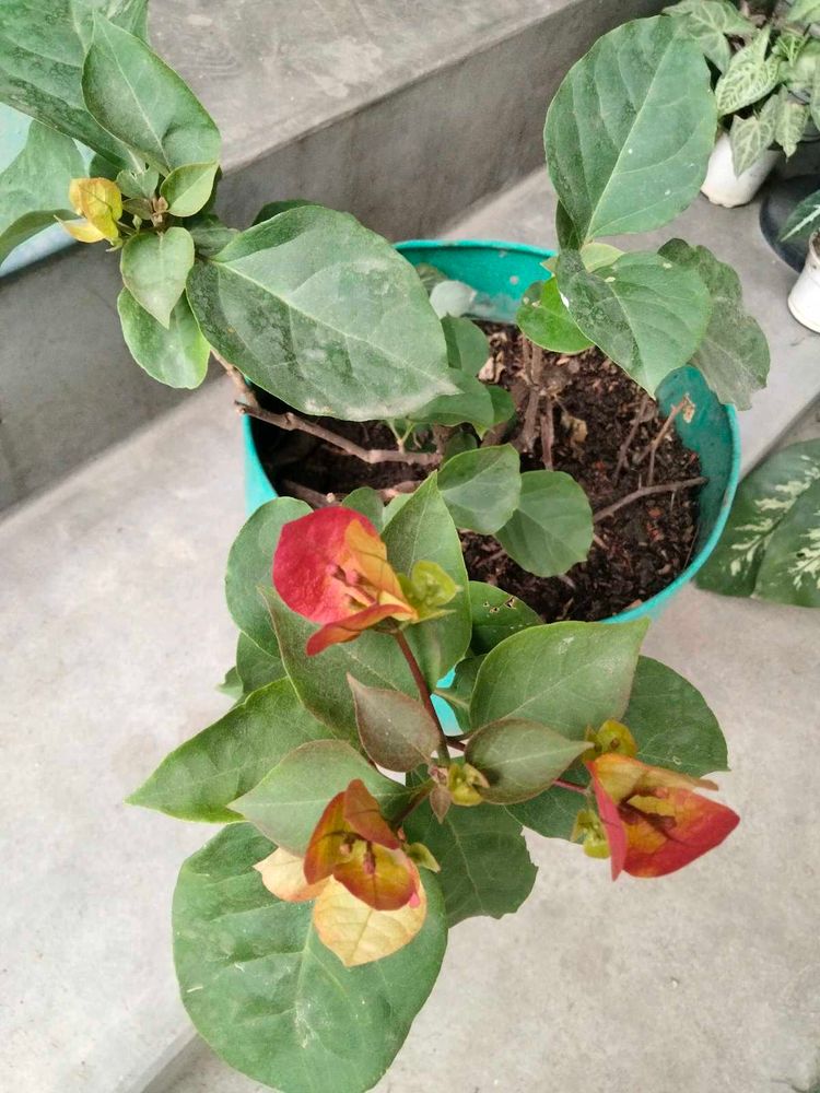 multi colour Matured Bougainvillea Plant