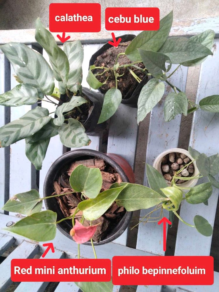 mix plants