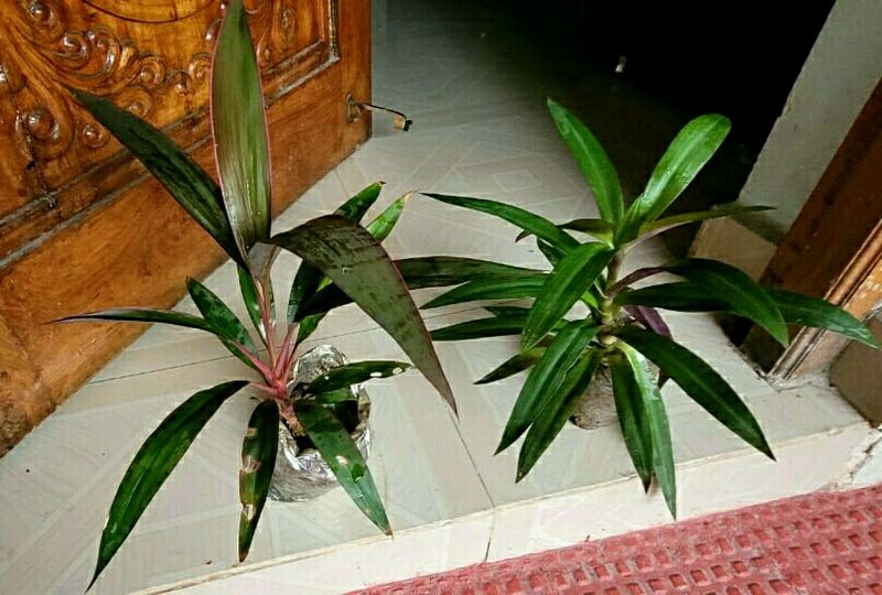 Pack 2 Moses in the Cradle &amp; Dracaena RubyHeal