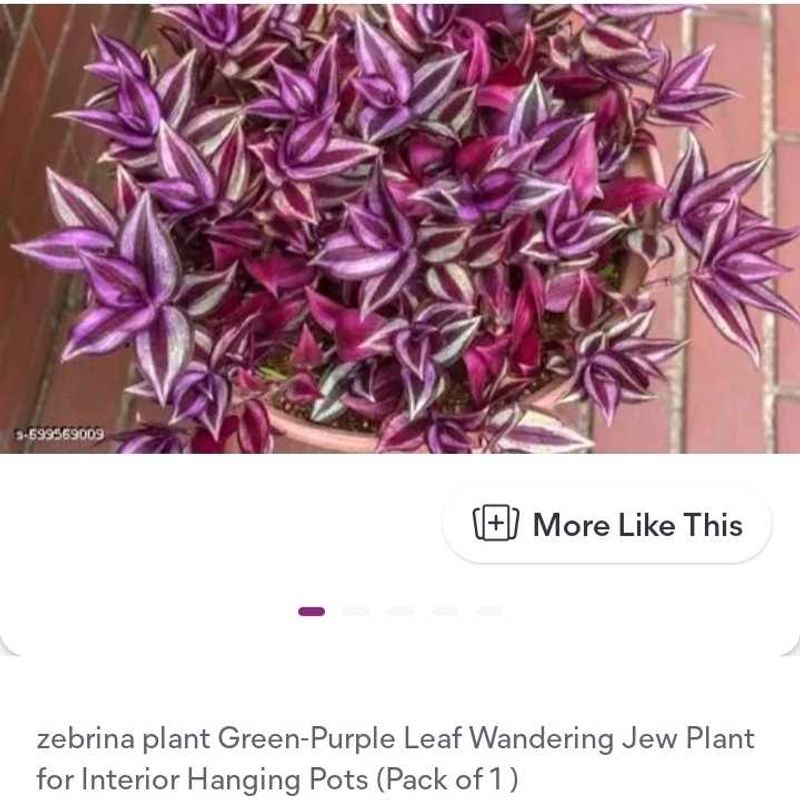 jebrina plant
