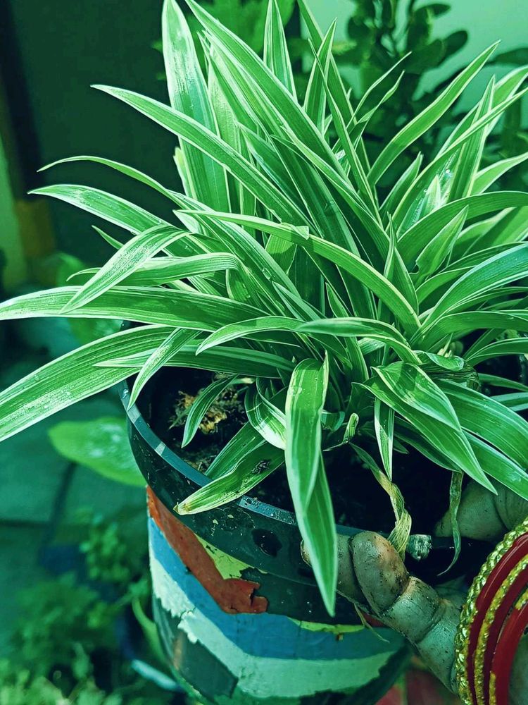 BUY  Spider Plan For Indoor /outdoor