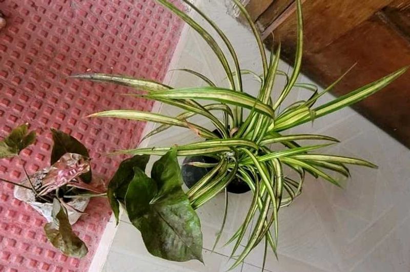 Set Arrowhead Vine &amp; Pandanus Veitchii Plants