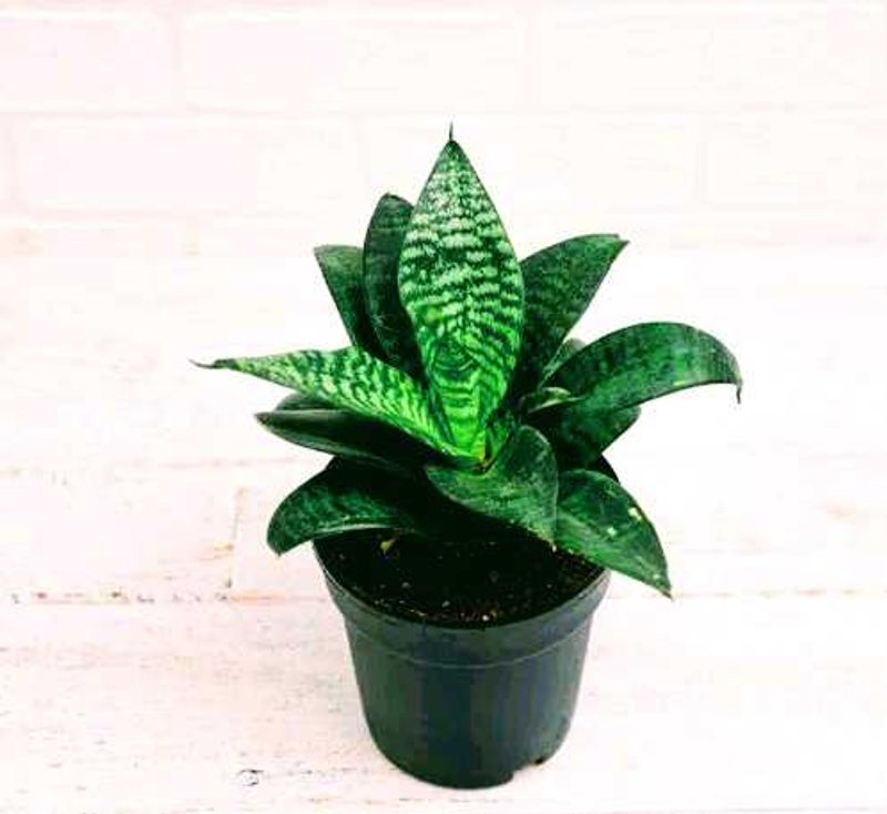 Snake Plant in Pot