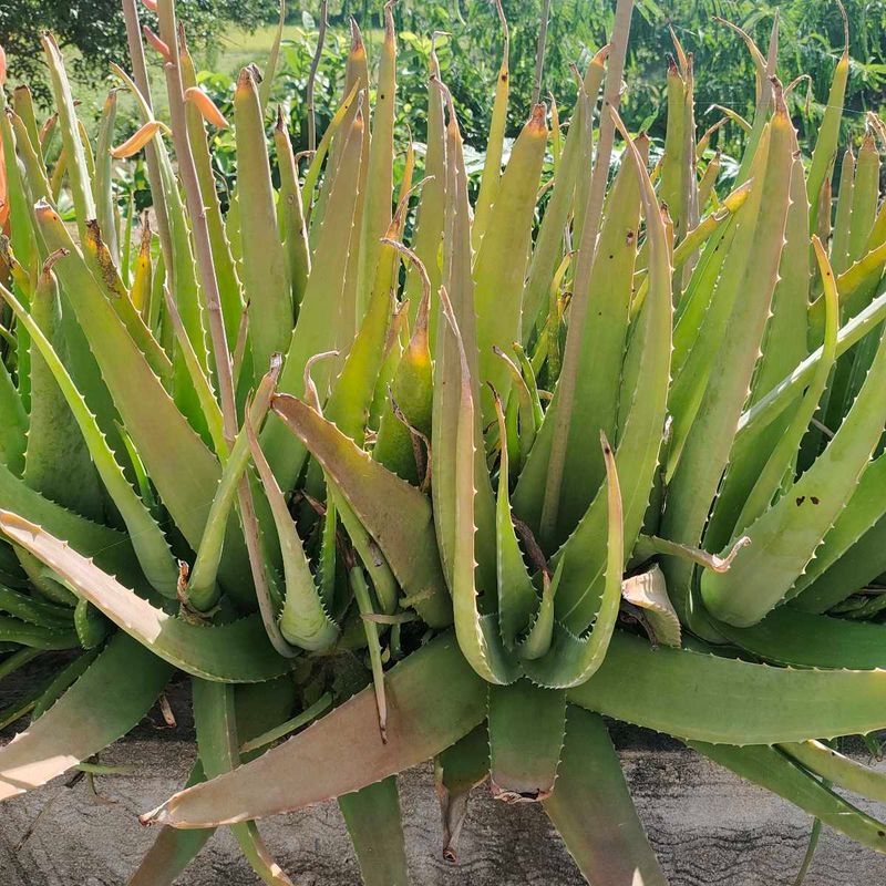 Healthy Aloe Vera Plant