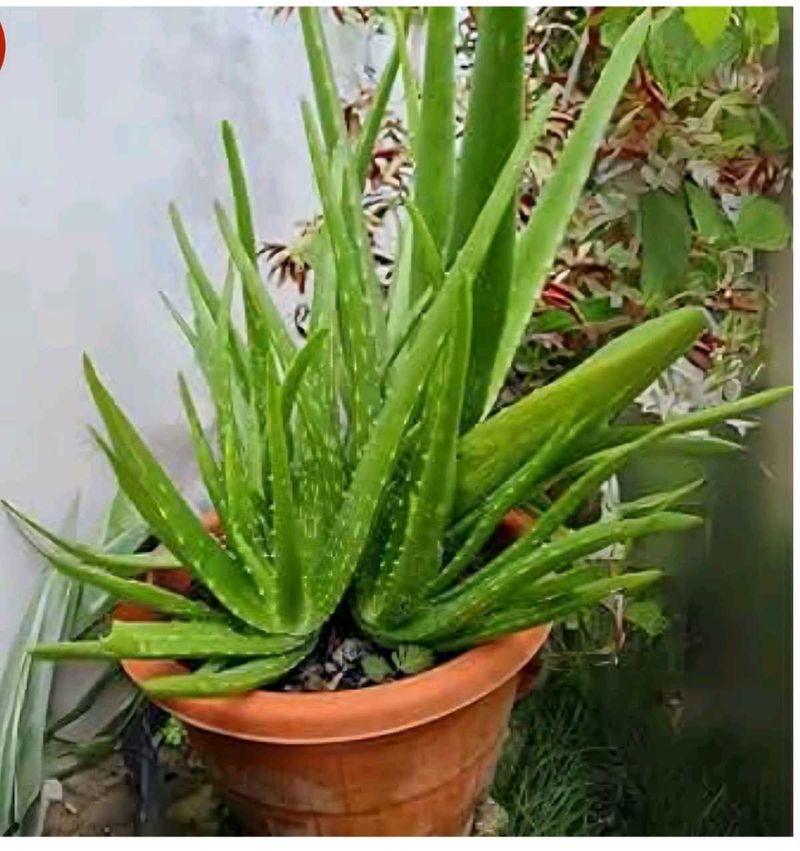 Aloe Vera Plant