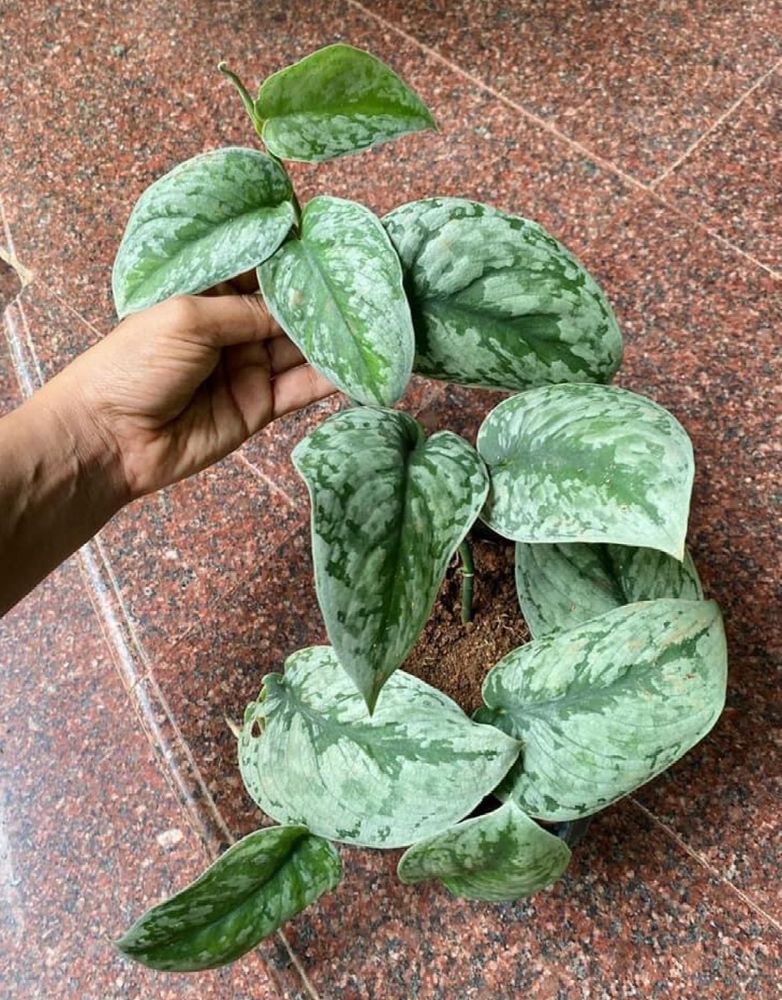 Silver Satin Pothos