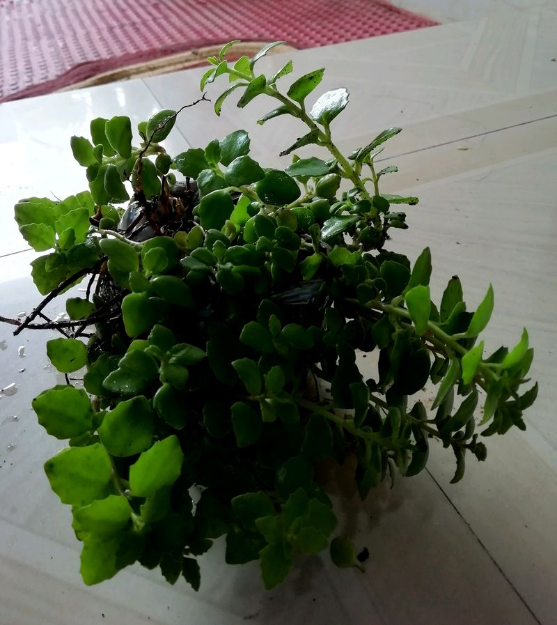 Pack 2 Pilea Depressa Plant 🌱
