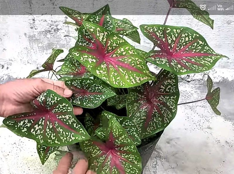 combo of 3 plants