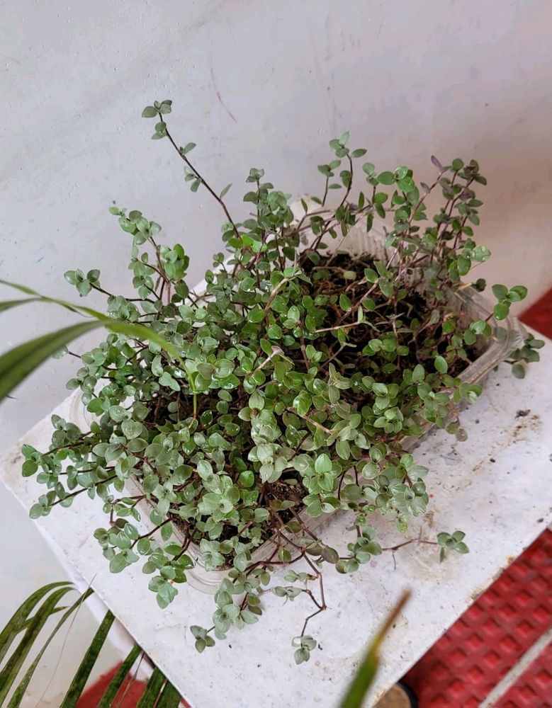 Beautiful Turtle Vine Plant🌵&amp; Pot