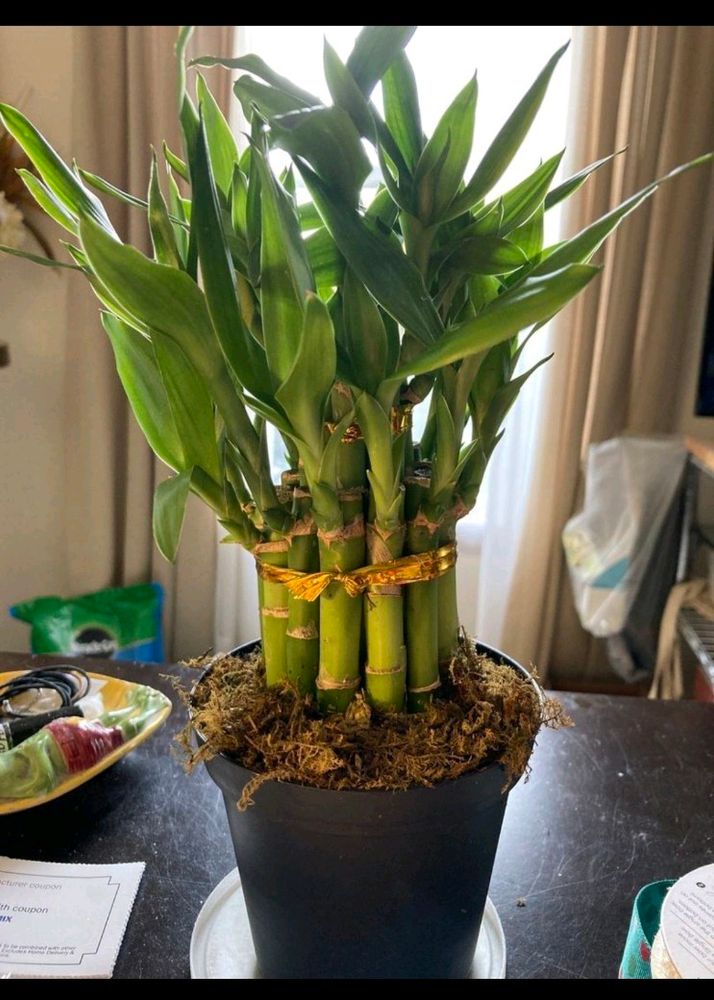 2 Plants With Pot Free Delivery