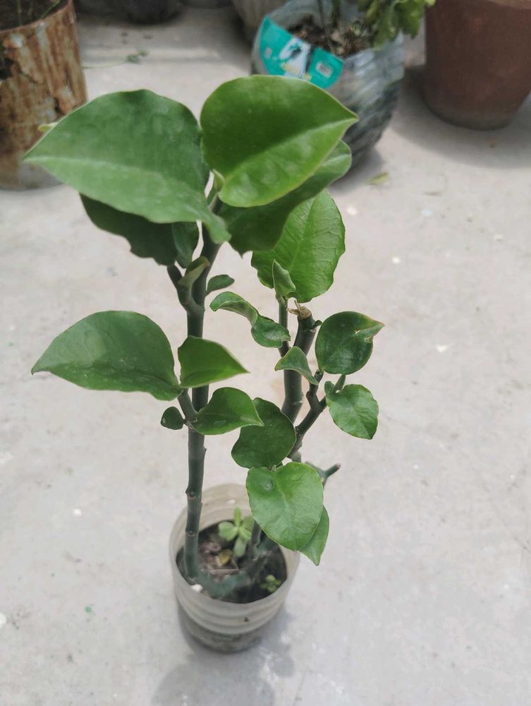 Nagdon plant