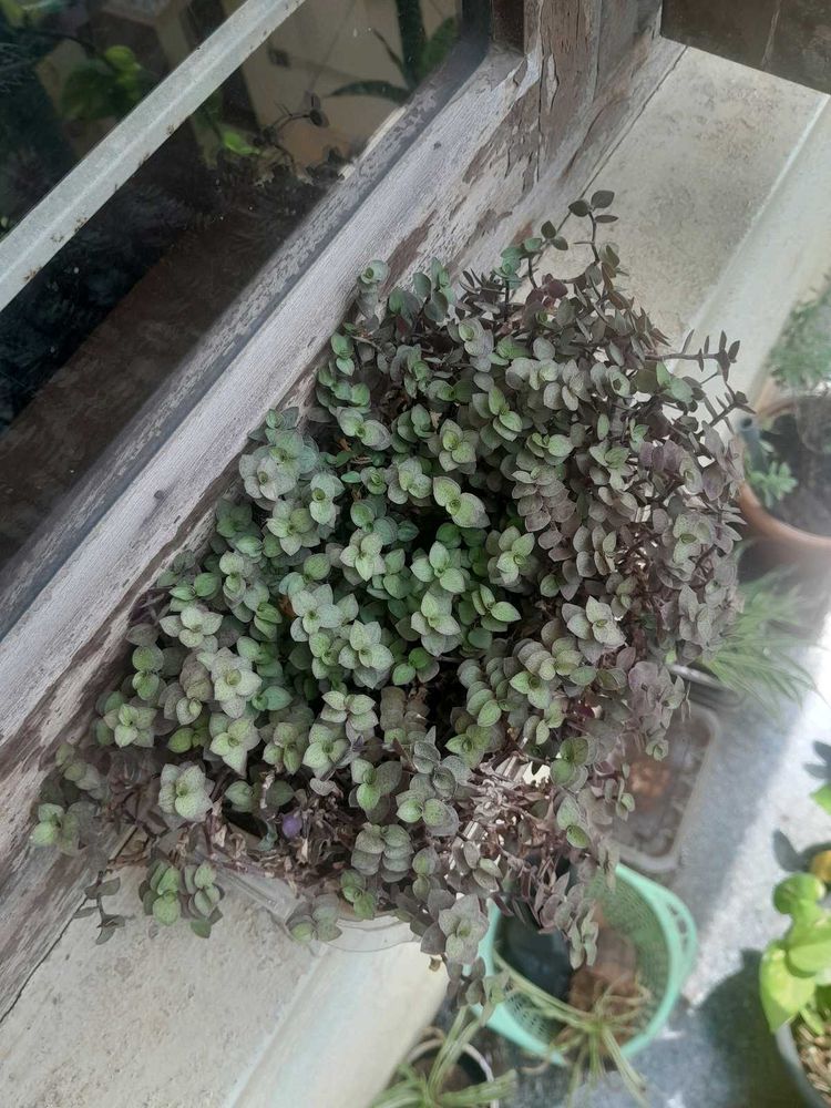 Real Rooted Purple Green Trailing Potted Plant