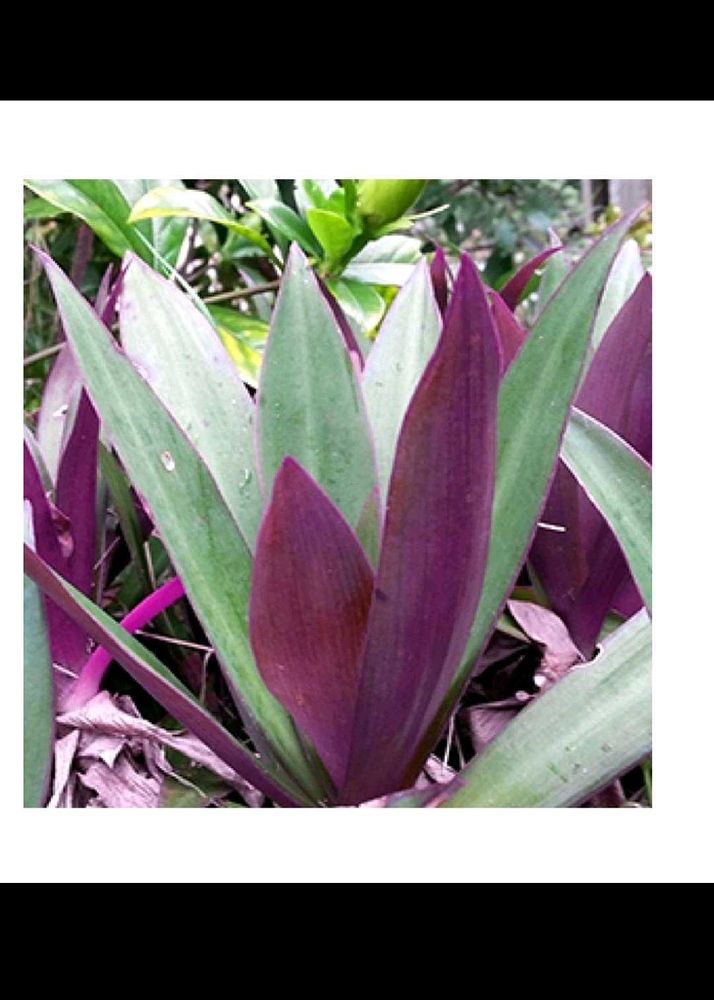 2 Rhoheo Plant