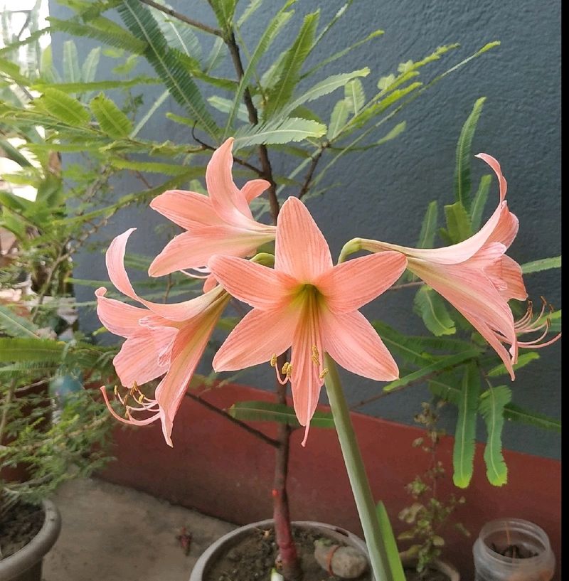 Combo Of 4 Plants