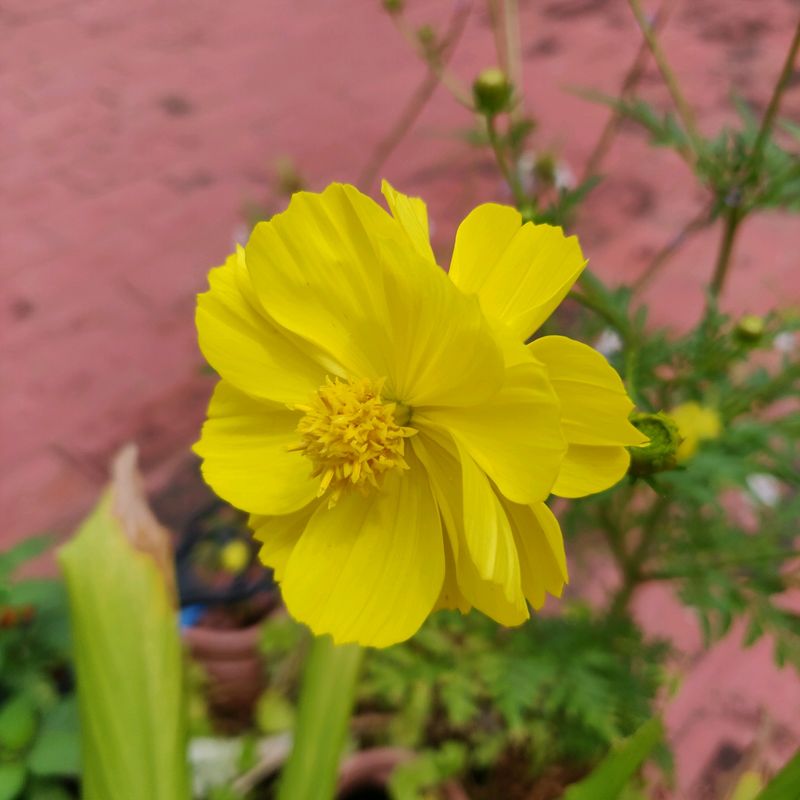 Yellow cosmos flowering plant seeds (10 seeds)