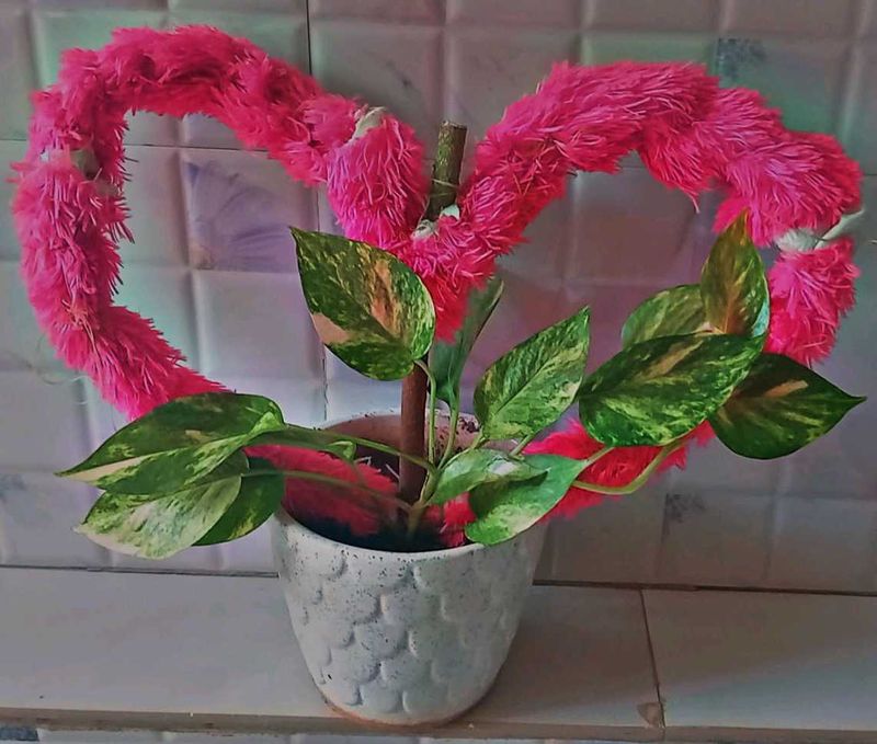 Money Plant