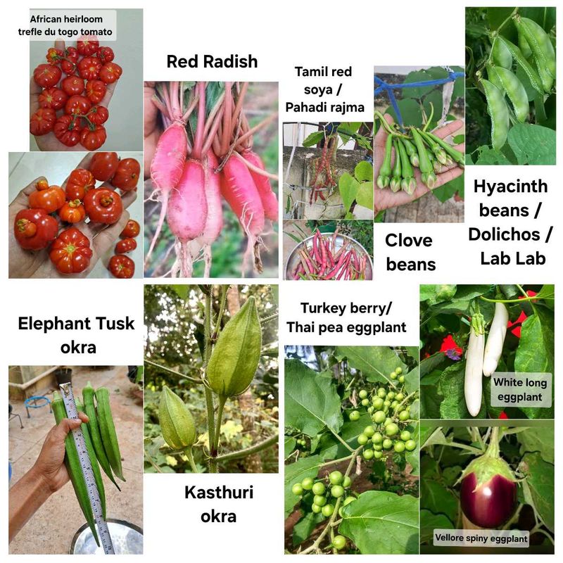 Desi Heirloom Veggie Seeds (10 varieties)