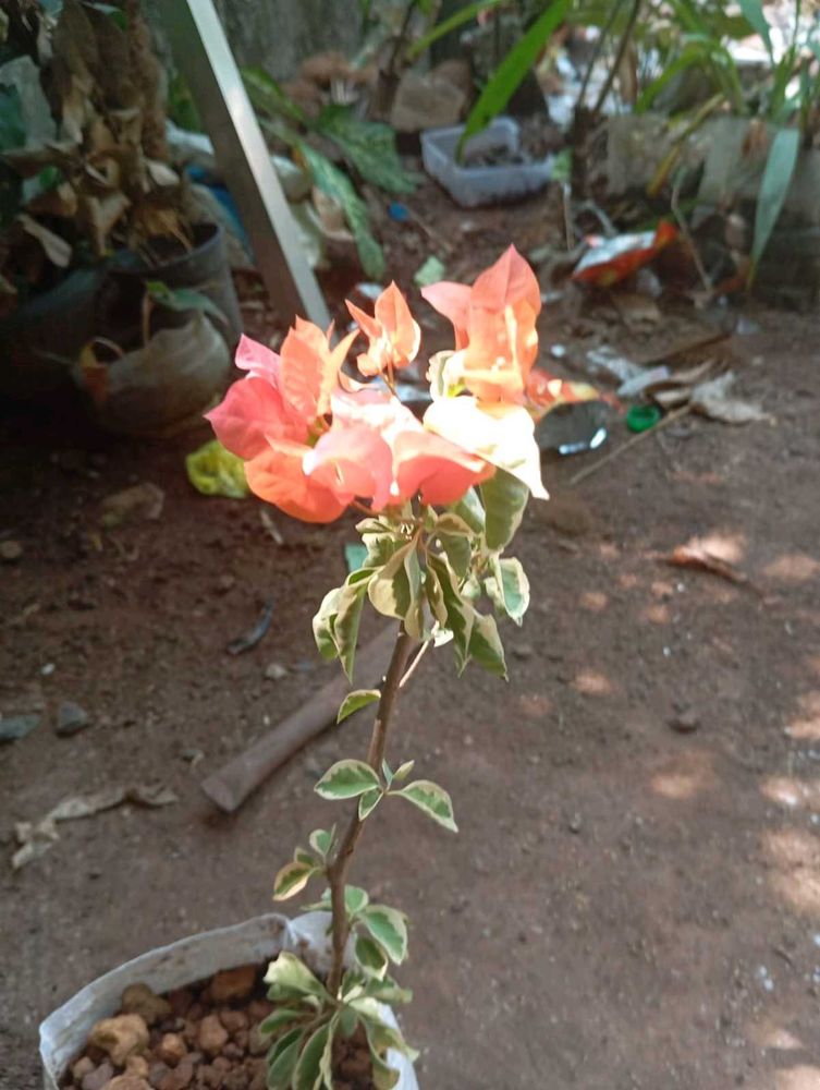 vaegrated orange and pink mixed bogan Villa