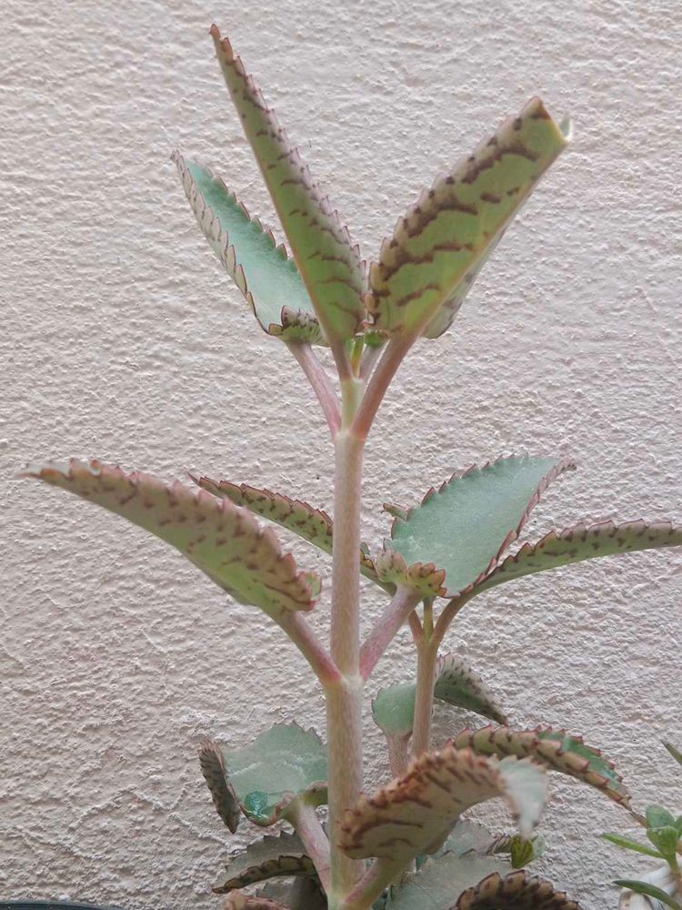 Kalanchoe Plant