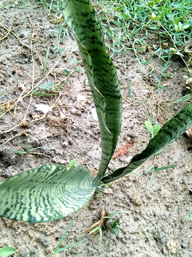 Snake Plant