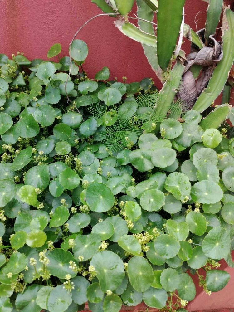 Plants