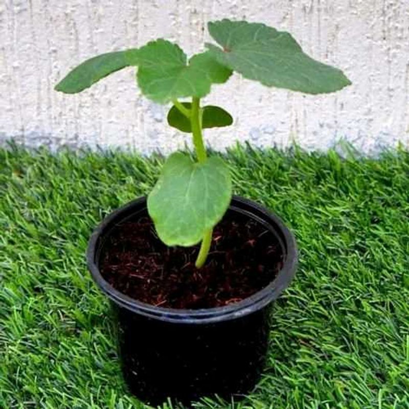 lady's finger Healthy Plant Seedling