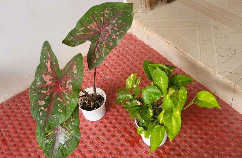 Pack 2 Money &amp; UJJAISEEDS rare polka Plants &amp; pots