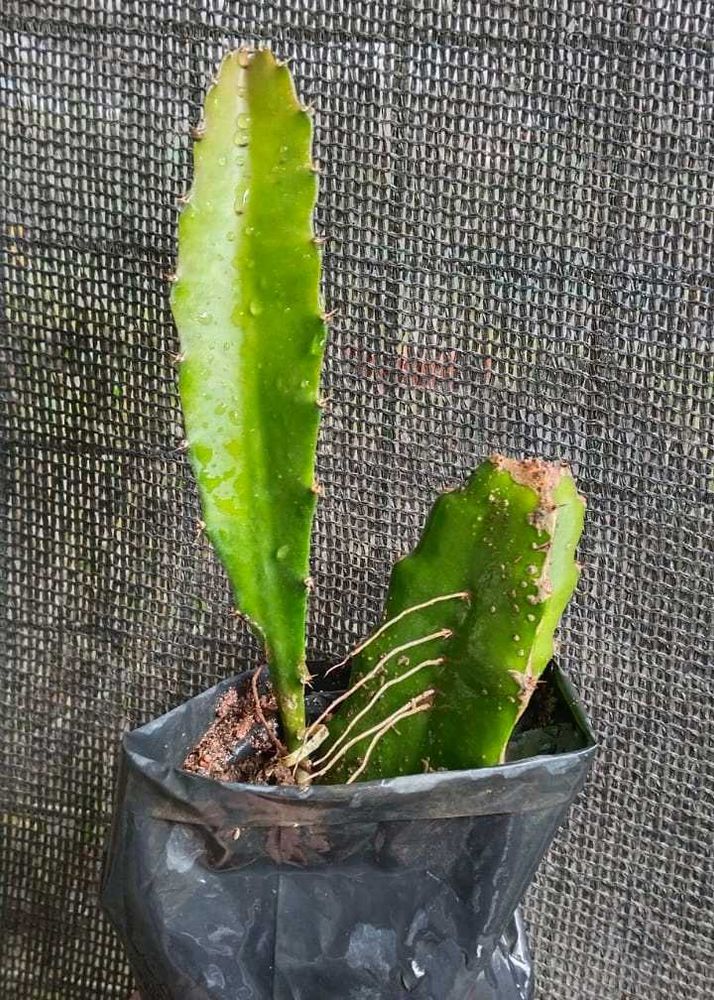 RED Dragon Fruit Plant