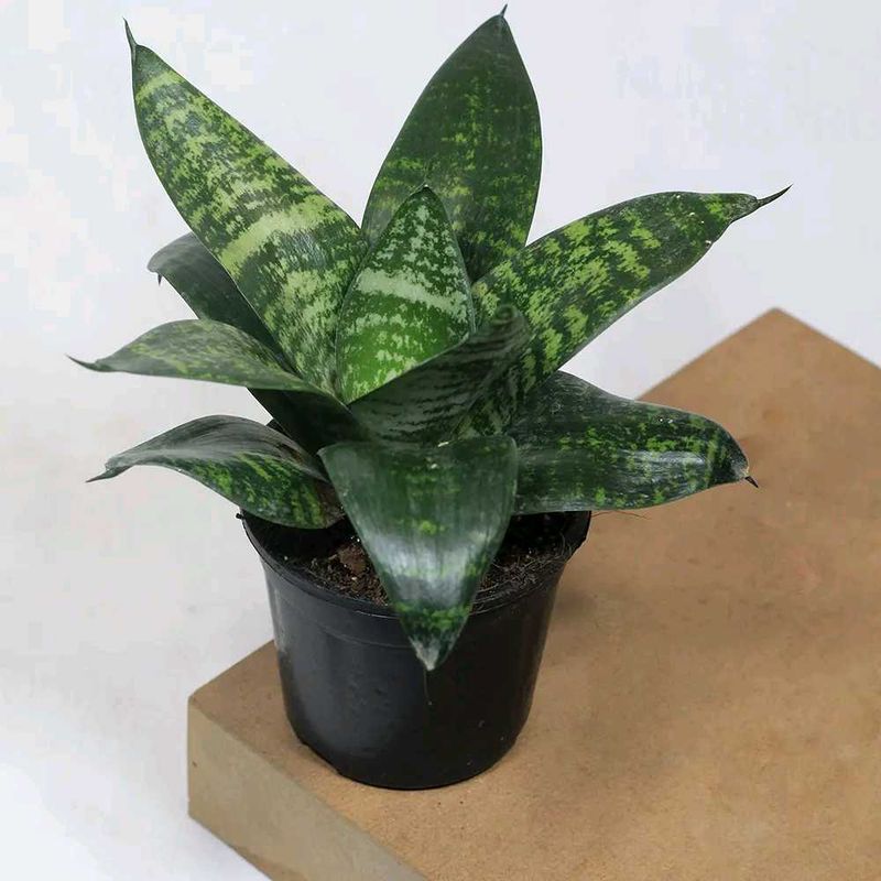 Diwali offer 🎇  Snake Plant in small black Pot