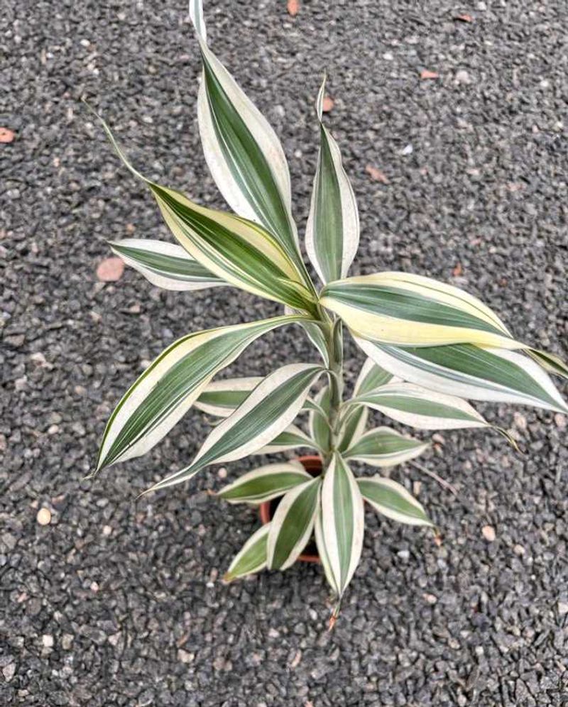 darceana reflexa