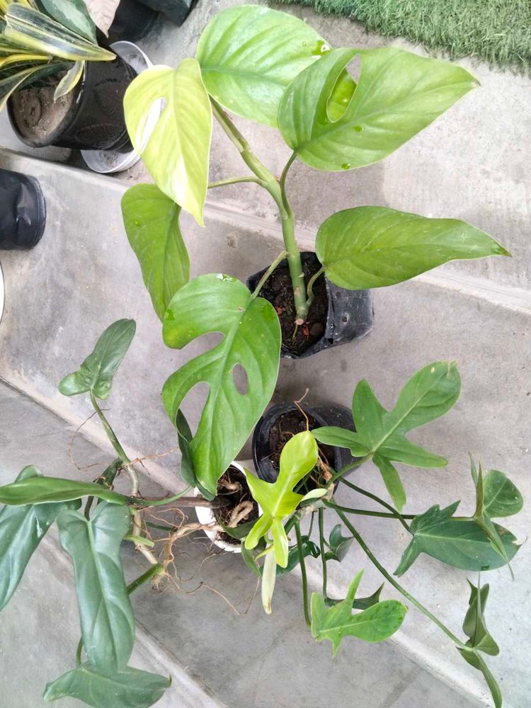 best 3 indoor plants combo