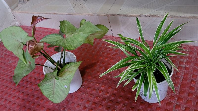 set 2 arrowhead vine &amp;  Spider plants 🪴