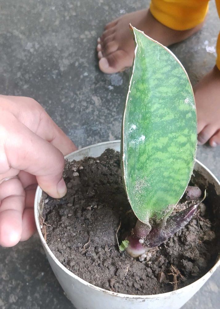 whale fin sensiveria Plant Potted