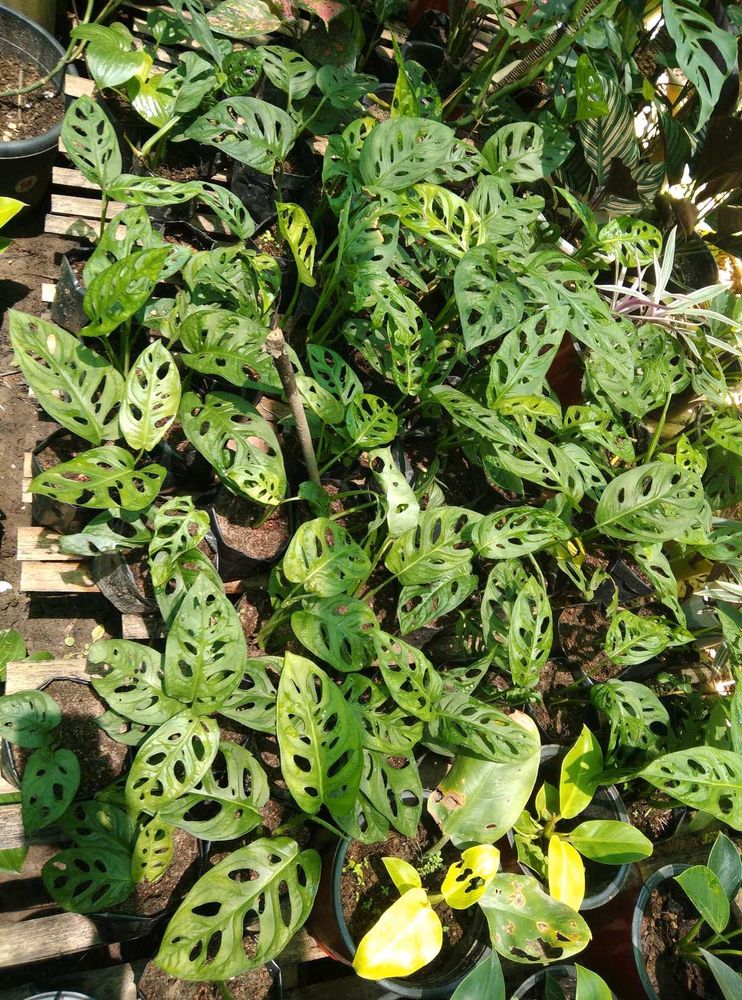Monstera Plant