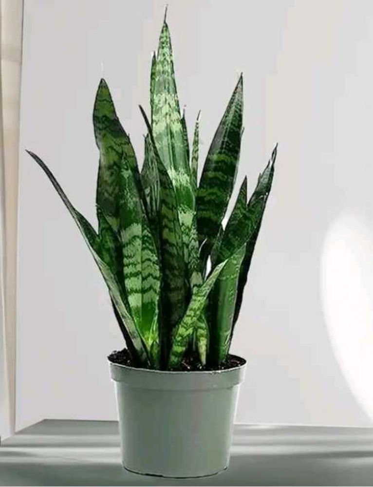 LIVE Snake Plant (Sansevieria) Green banded