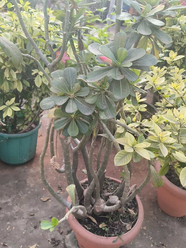 Desert Rose Plant
