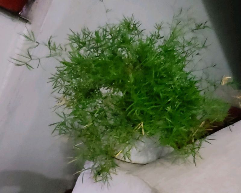 Asparagus Plants 🪴 &amp;pot