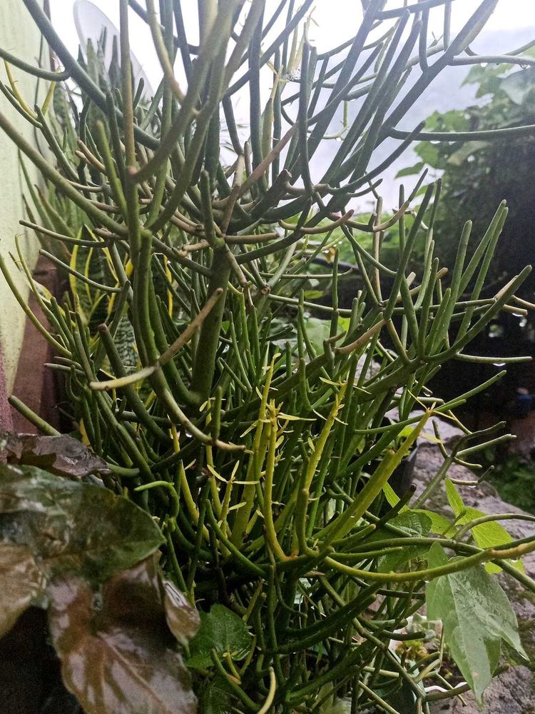 Pencil Cactus Euphorbia