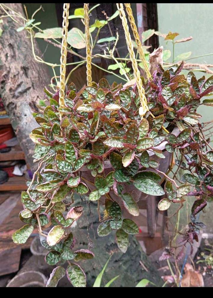 Combo. Of Hanging Basket Plant And Devil's Backbon
