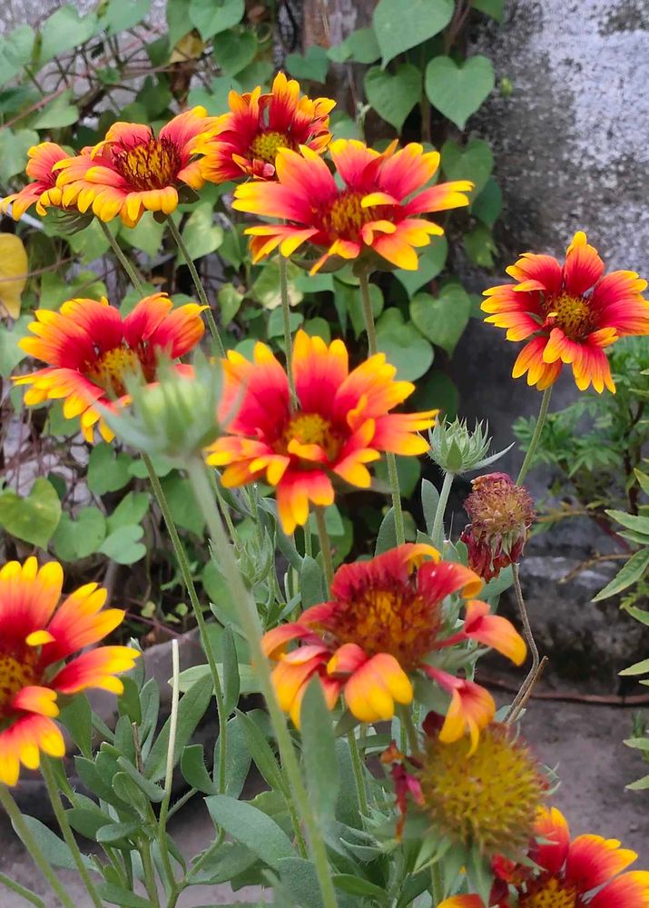 Vibrant Red and Yellow Flowers