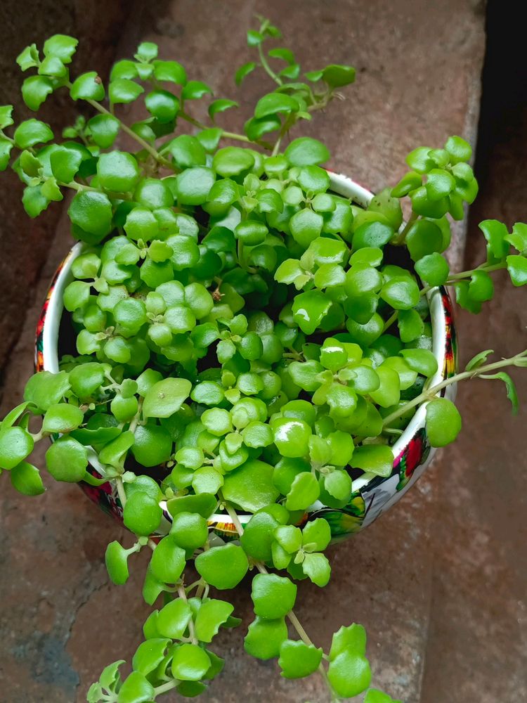 Turtle Vine Plant