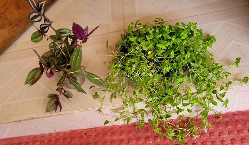 Pack 2 Zabrinic &amp;.Tradescantia fluminensis plants