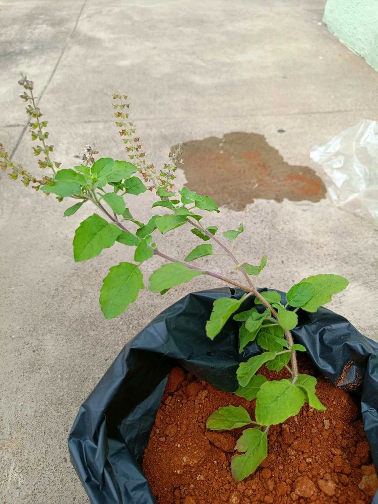 Holy Basil Plant (Tulsi)